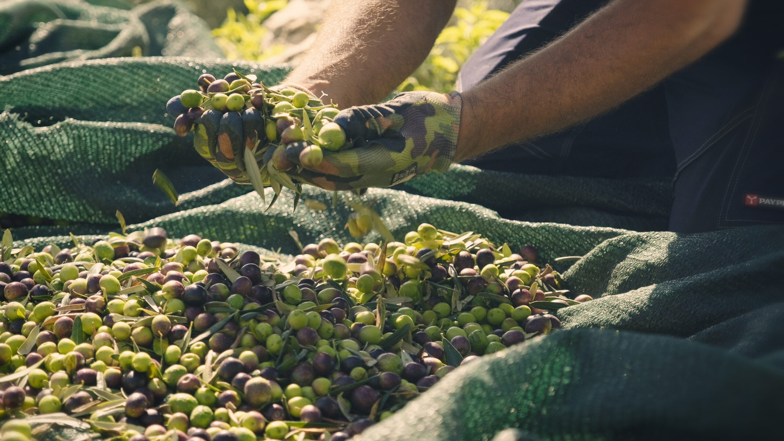 Solatìa Farm mani e olive